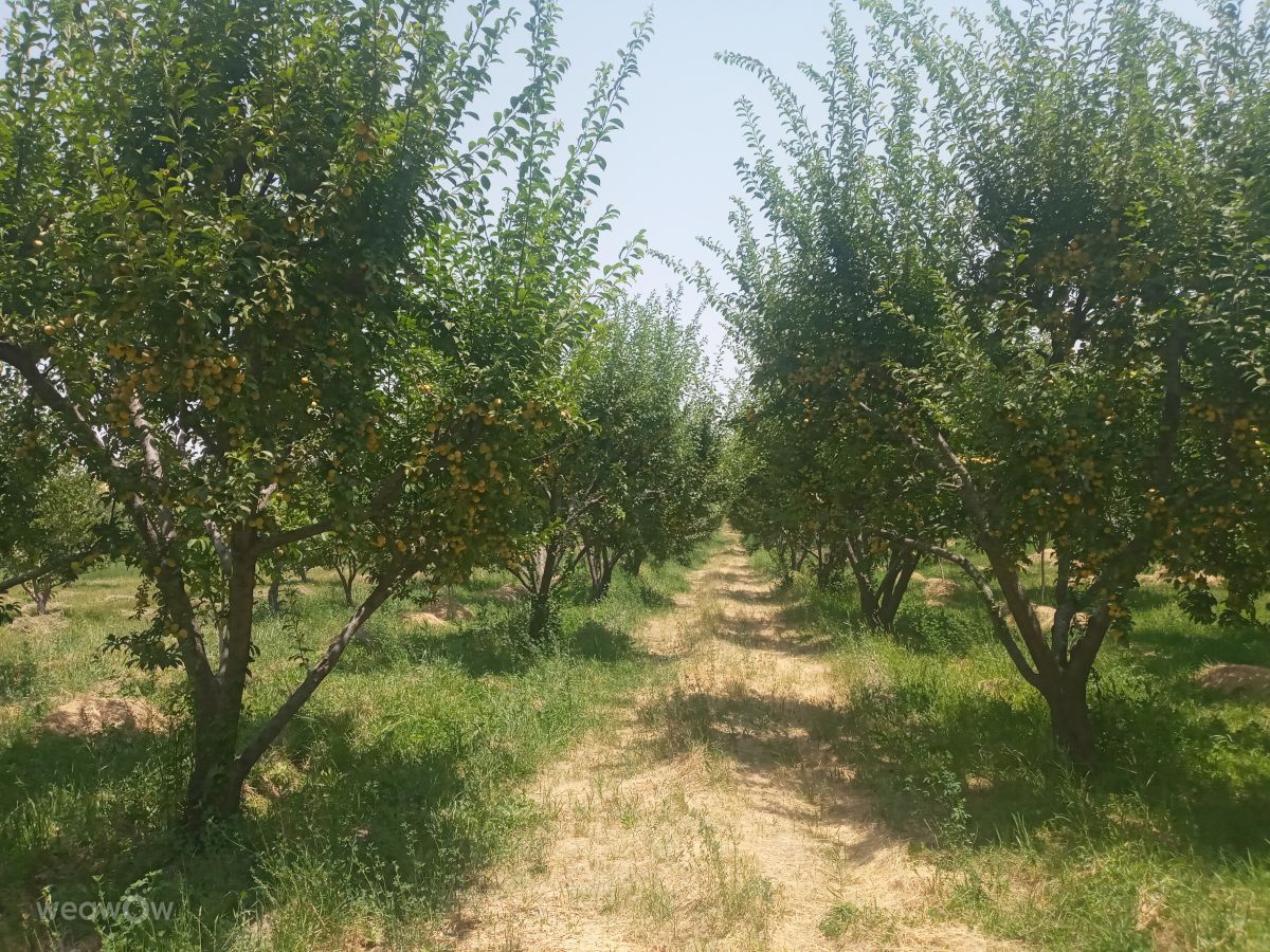 Weather Photos in Nahavand. Weather forecasts with beautiful photos by Da1363