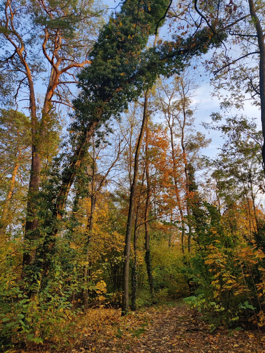 Fotografos Zorrra, Fotos do tempo em Kladow - Weawow