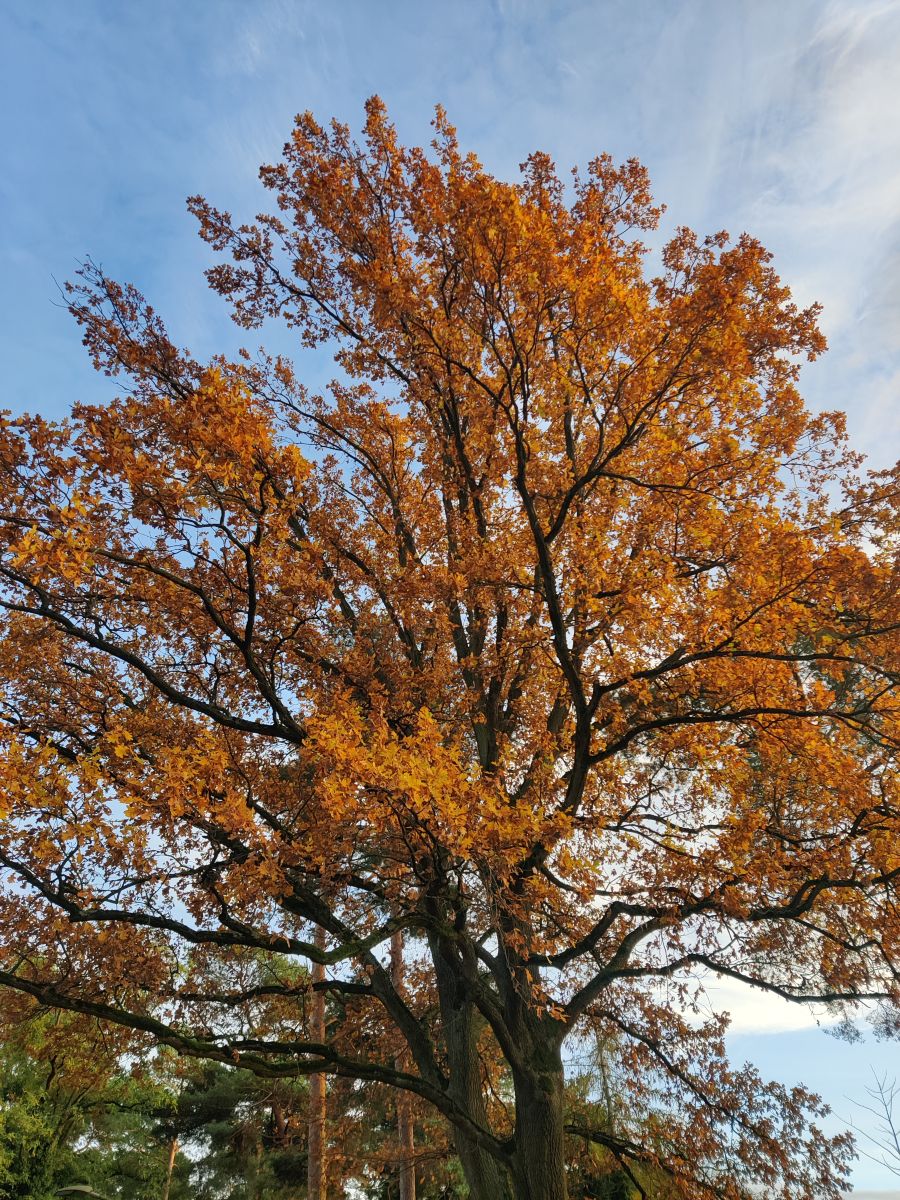 Kladow的天气照片. 天气预报，带Zorrra精美的照片