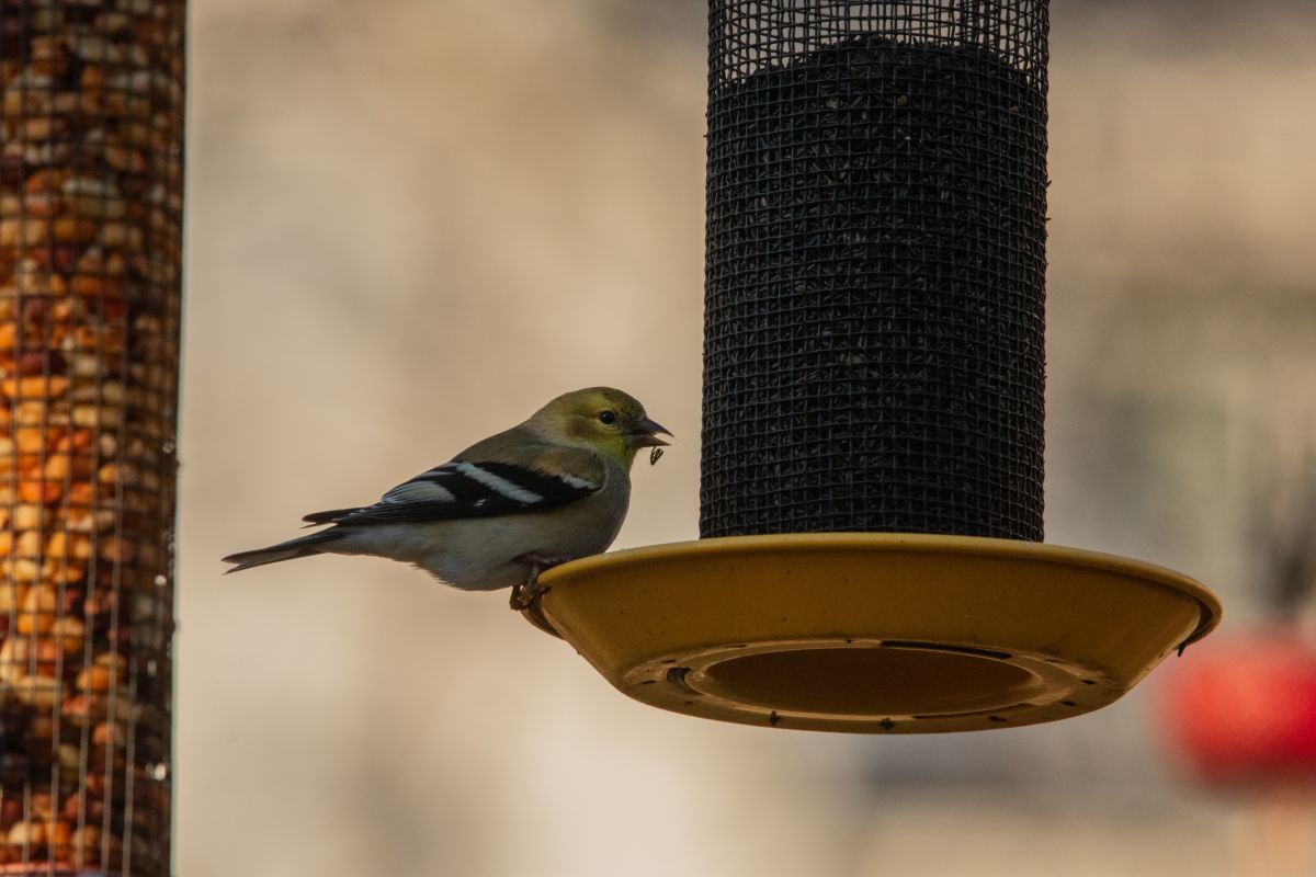 マーケットプレイスの天気写真. krantzjhの美しい写真による天気予報