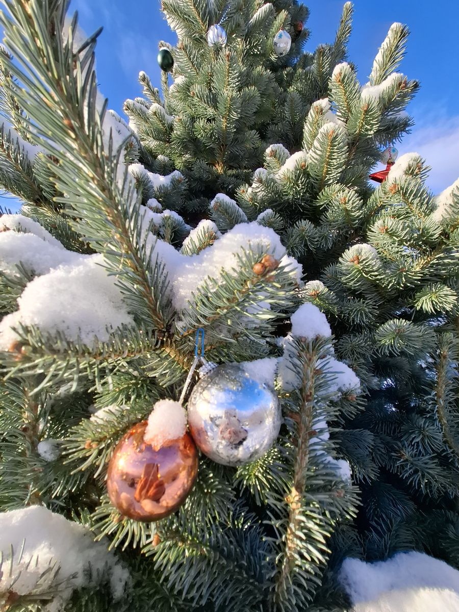 Photos météo à Pskov. Prévisions météo avec de superbes photos de NinaP