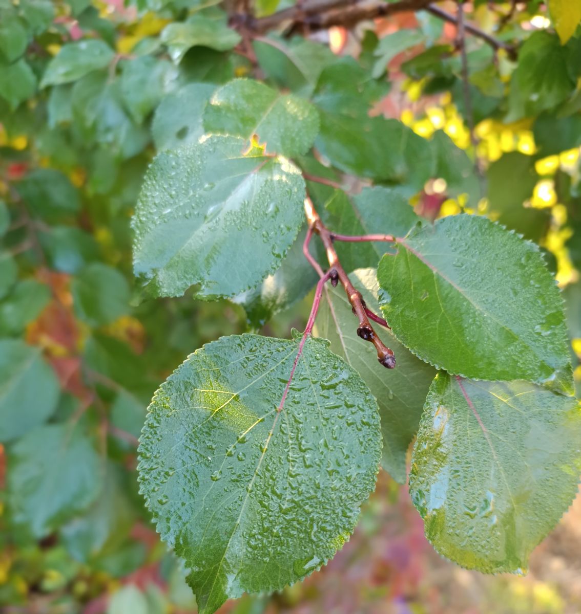 ルハーンシクの天気写真. Анжの美しい写真による天気予報