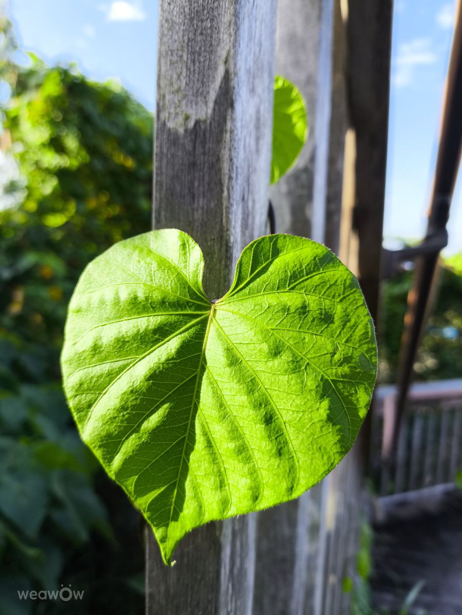 Fotografos Takimi-sky, Fotos do tempo em Ohira - Weawow