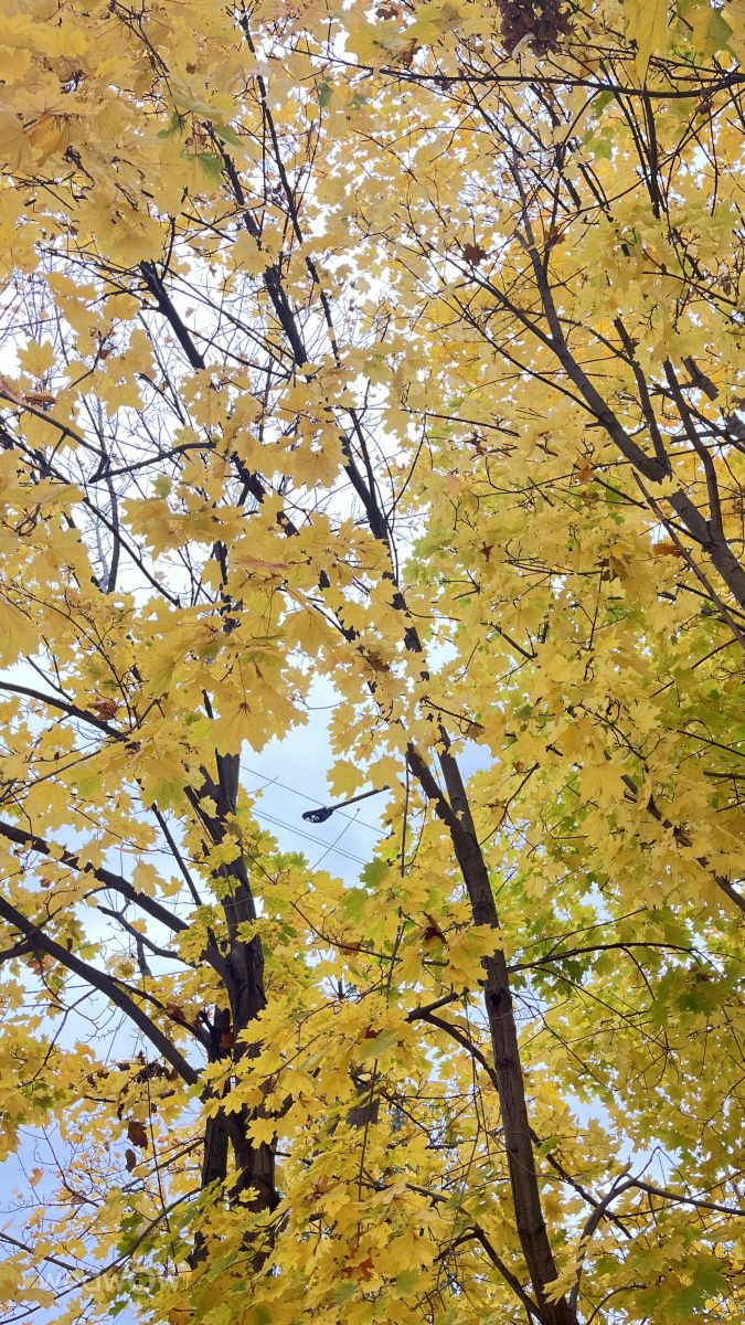 Фотографии Погоды в Киев. Прогнозы погоды с чудесными фотографиями, сделанными Alexаndr