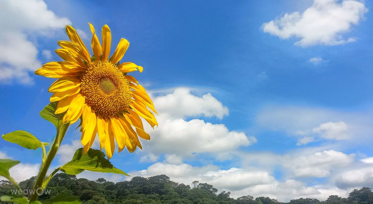 Pronósticos del tiempo con hermosas fotos de Sunnyy