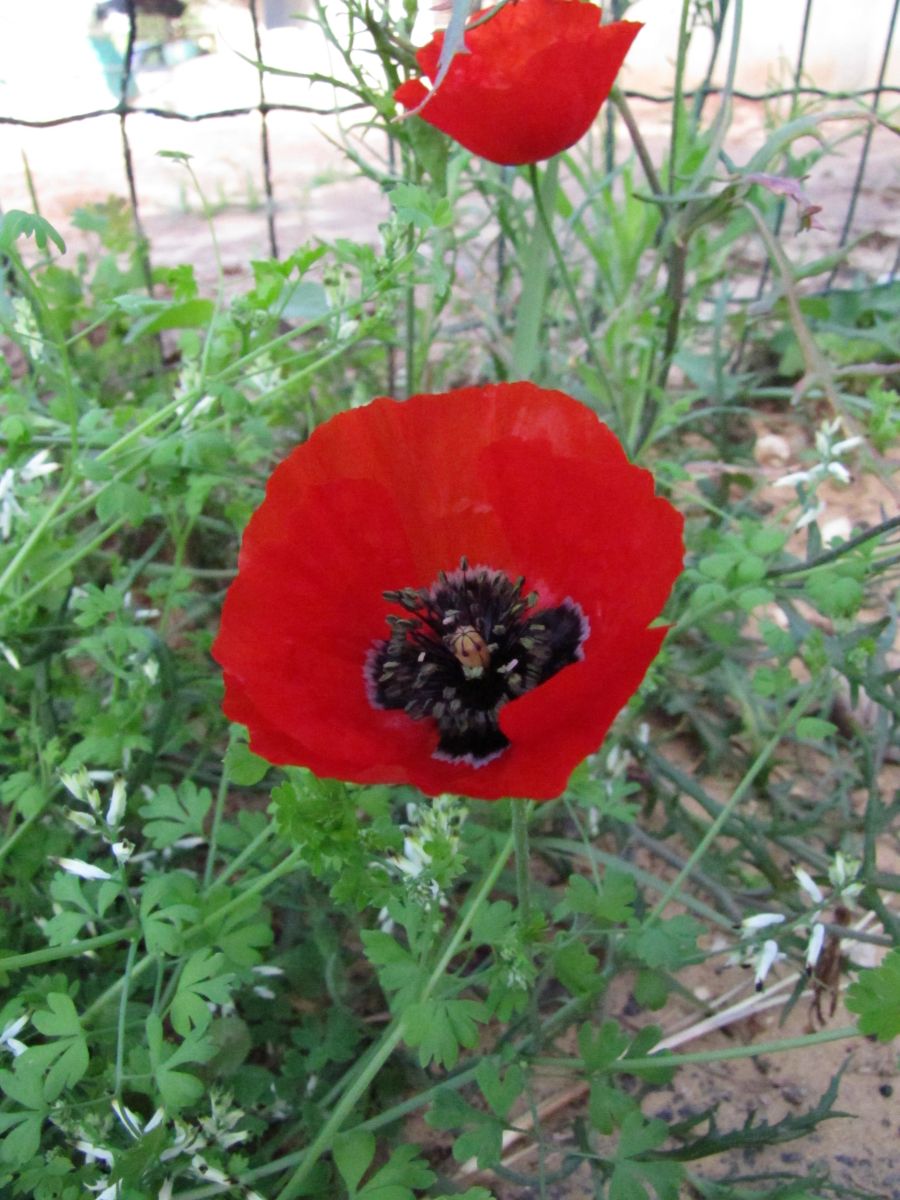Fotos sobre el clima en Israel. Pronósticos del tiempo con hermosas fotos de Sviatoslav