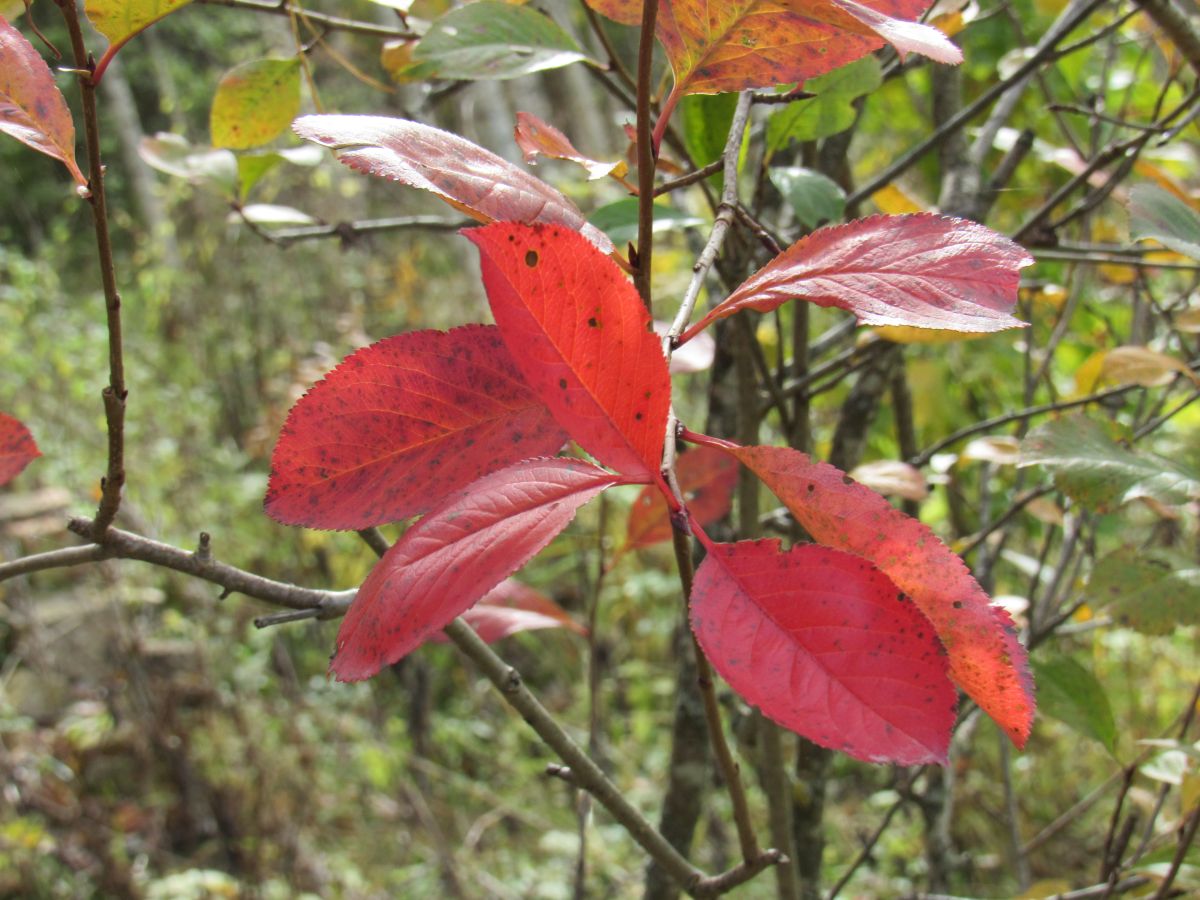 Fotos do tempo em Vitebsk. Previsões do tempo com lindas fotos de ЩипинЕвгений