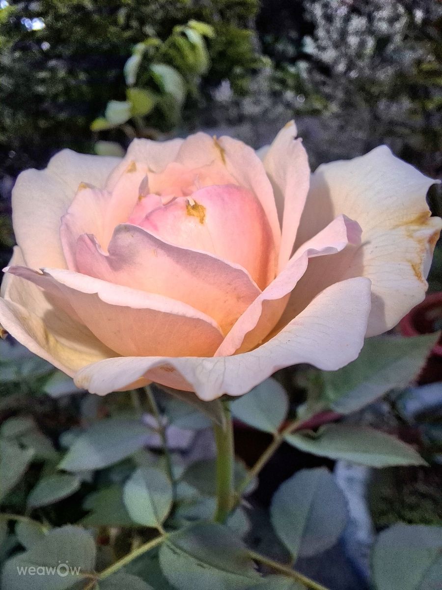 Fotografos Wen-ya Huang, Fotos do tempo em Kaohsiung City - Weawow