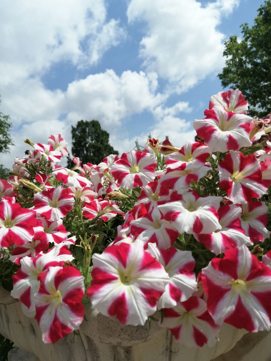 Fotos do tempo em Arad. Previsões do tempo com lindas fotos de Augustin