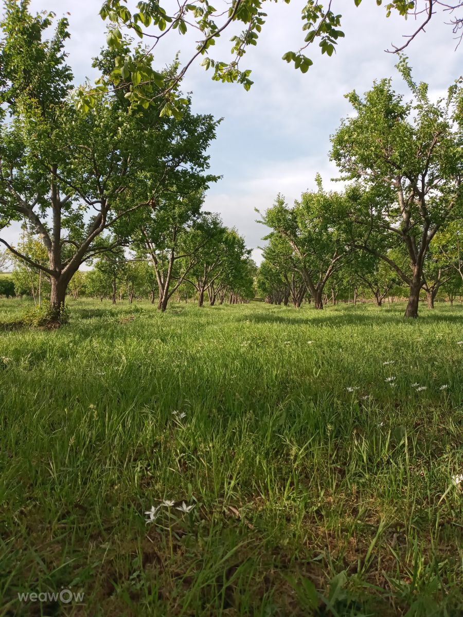 Weather Photos in Nahavand. Weather forecasts with beautiful photos by Da1363