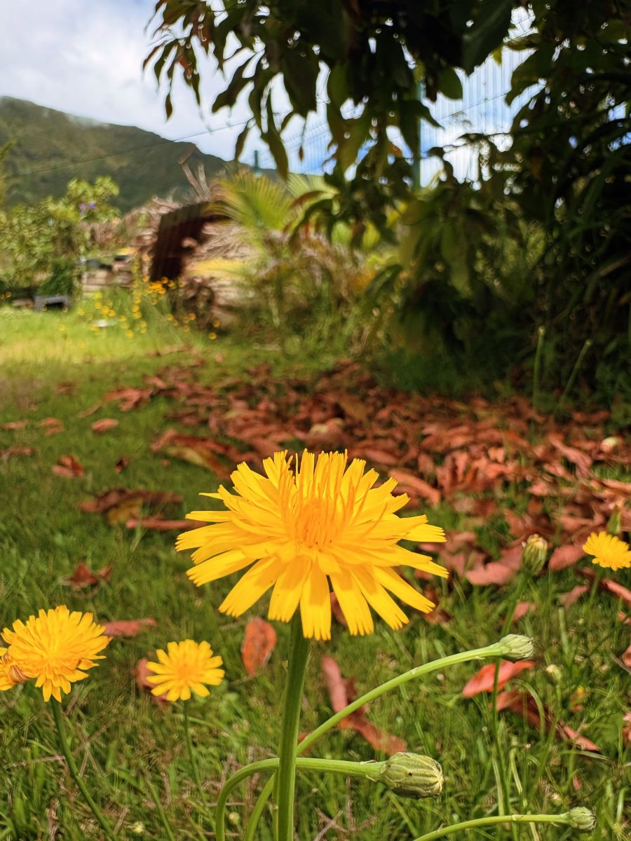 Weather Photos in Réunion. Weather forecasts with beautiful photos by RoséeEcarlarte