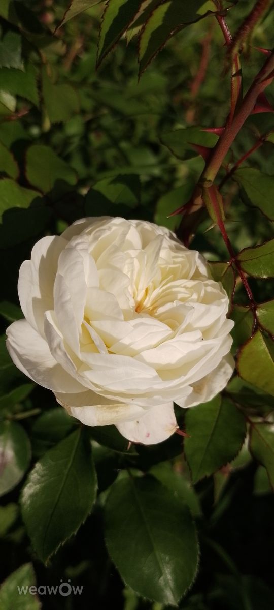 Fotos do tempo em Krasnoyarsk. Previsões do tempo com lindas fotos de Kotaku