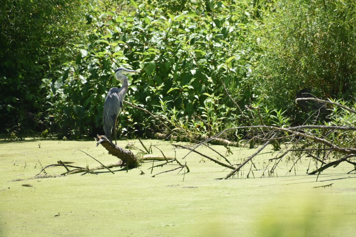 Фотографии Погоды в Muscatatuck National Wildlife Refuge. Прогнозы погоды с чудесными фотографиями, сделанными krantzjh