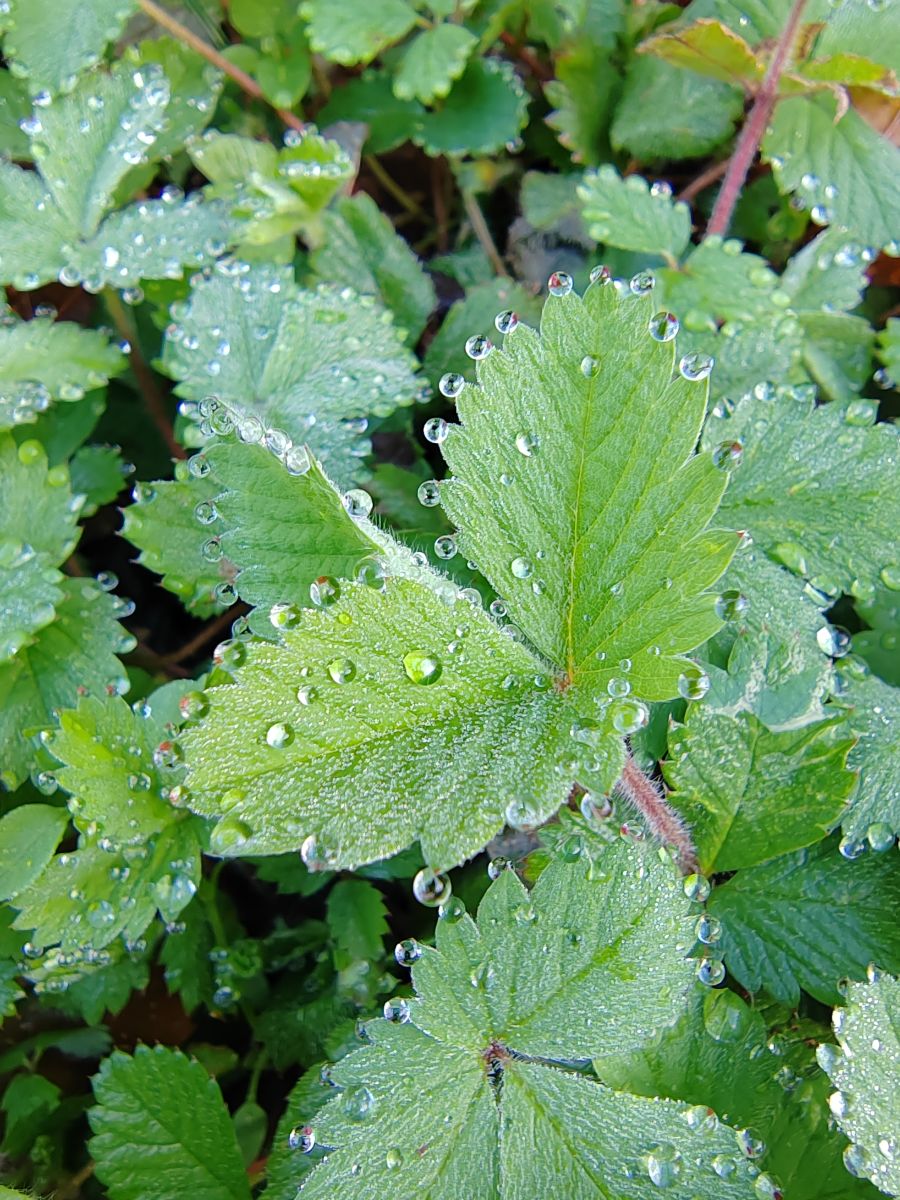 Photographer Albert_Smelovtsev, Weather Photos in Roza Khutor - Weawow