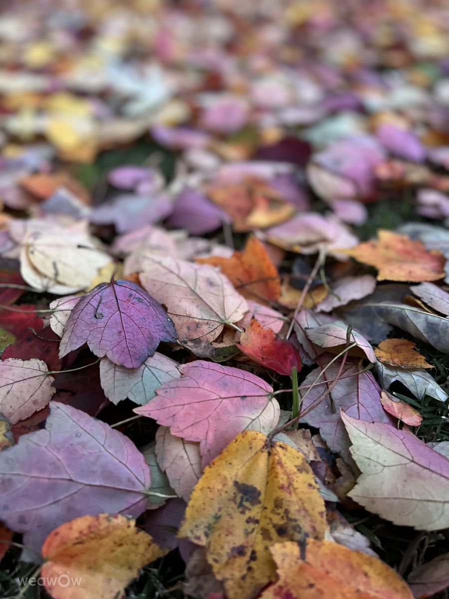 Photos météo à Charleston. Prévisions météo avec de superbes photos de SandSoldier
