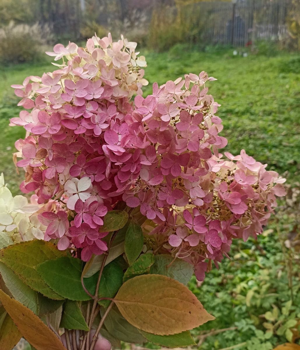 Weather Photos in Moscow Oblast. Weather forecasts with beautiful photos by 19Larisa46