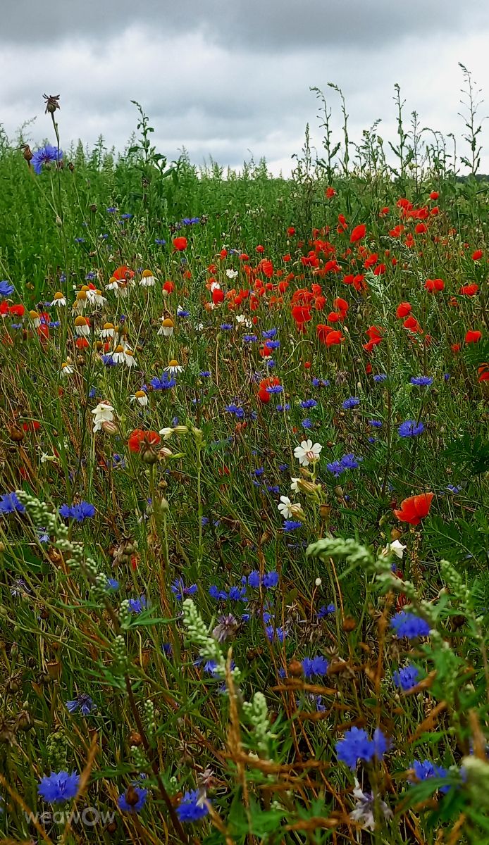 摄影师 Djon，Kaliningrad Oblast的天气照片 - Weawow