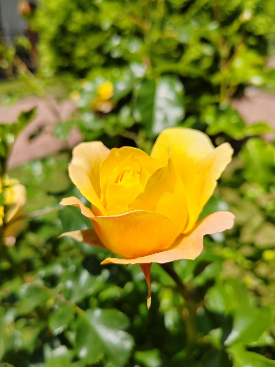 Photographe Albert_Smelovtsev, Photos météo à Roza Khutor - Weawow