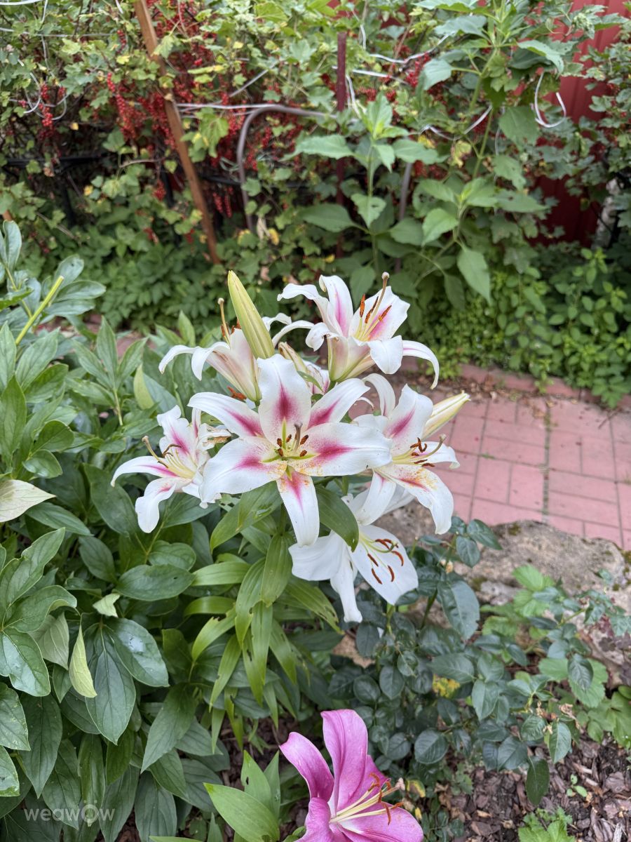 ペテルゴフの天気写真. mas777777の美しい写真による天気予報