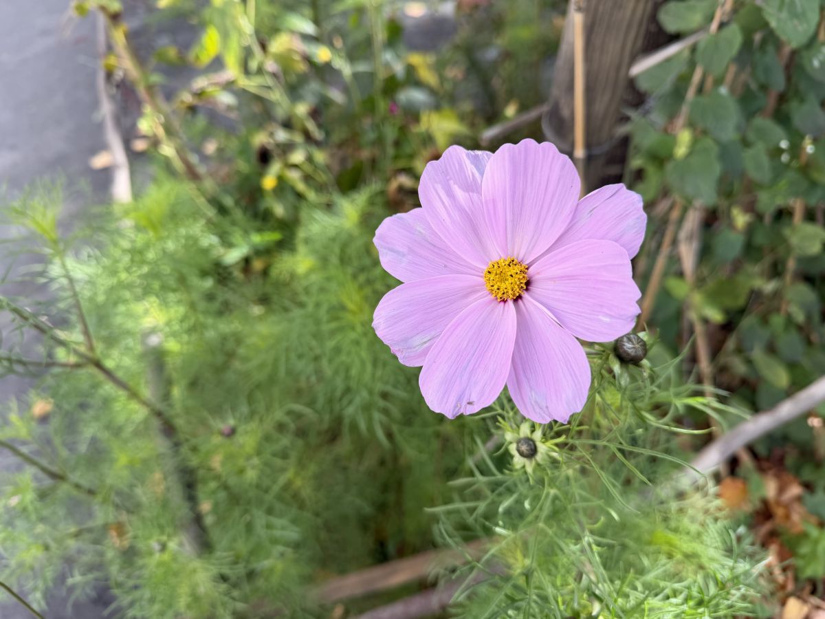 Photos météo à Bienne. Prévisions météo avec de superbes photos de SwissEloi