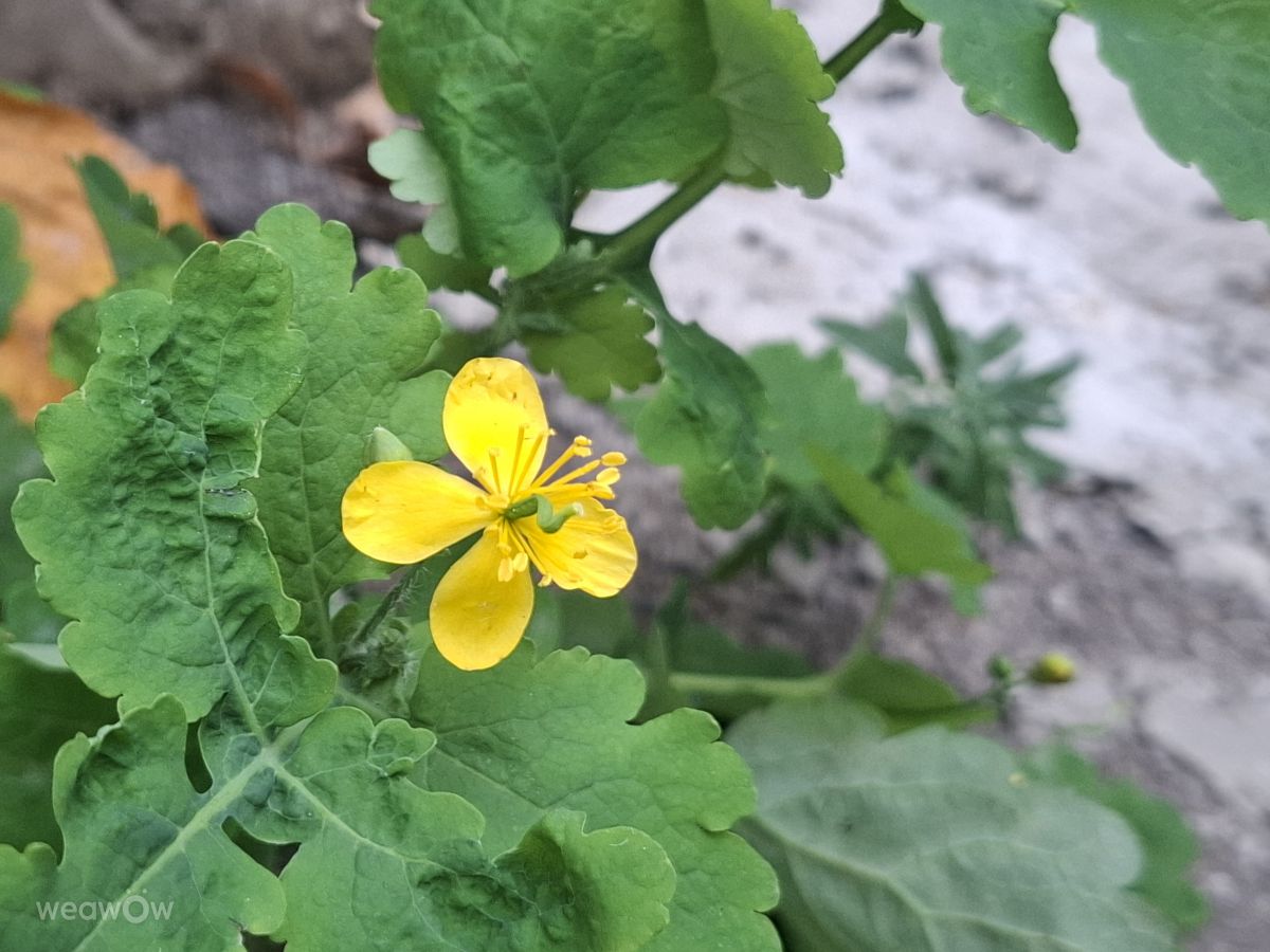 Photographer Iryna, Weather Photos in Kharkiv - Weawow