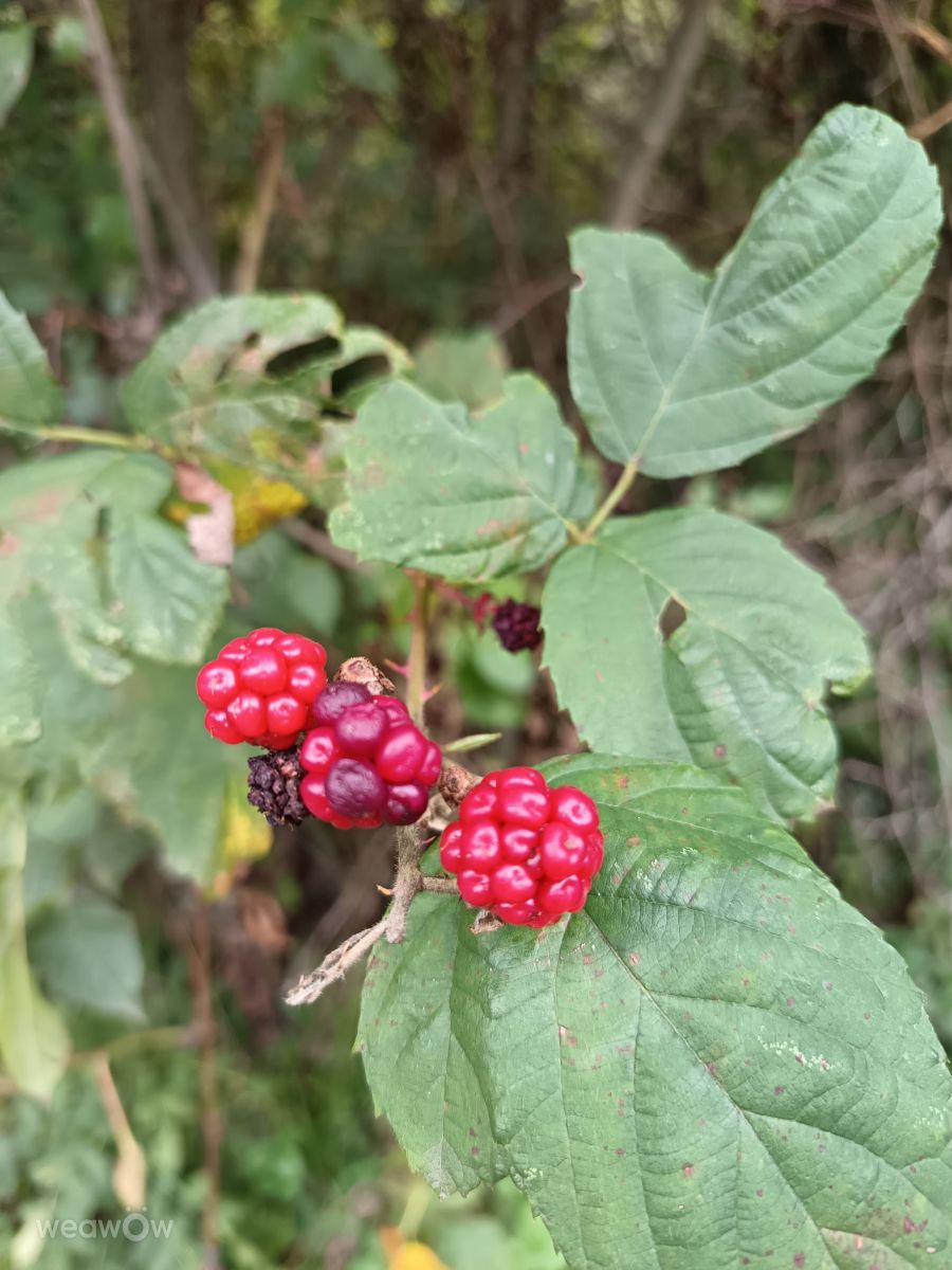 Фотографии Погоды в Боршод-Абауй-Земплен. Прогнозы погоды с чудесными фотографиями, сделанными Katalin Papp_fb1