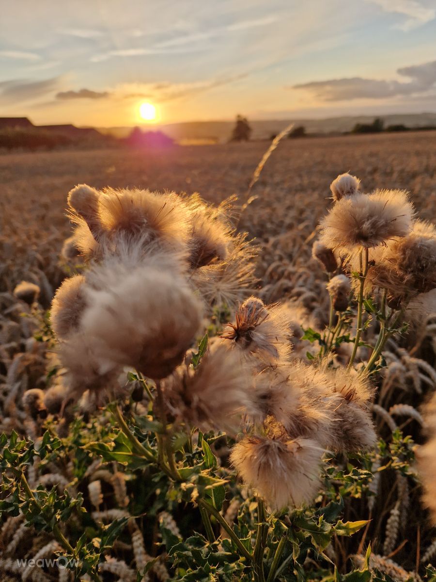 Weather forecasts with beautiful photos by Jansky