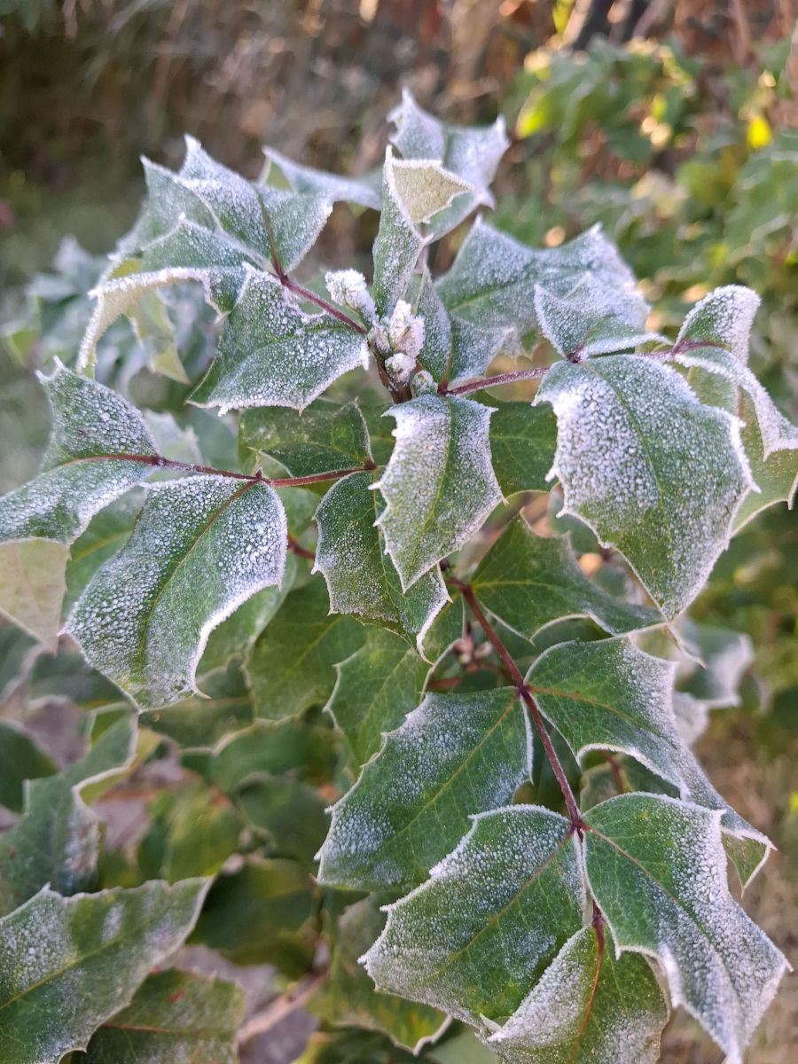 Fotos sobre el clima en Pskov. Pronósticos del tiempo con hermosas fotos de NinaP