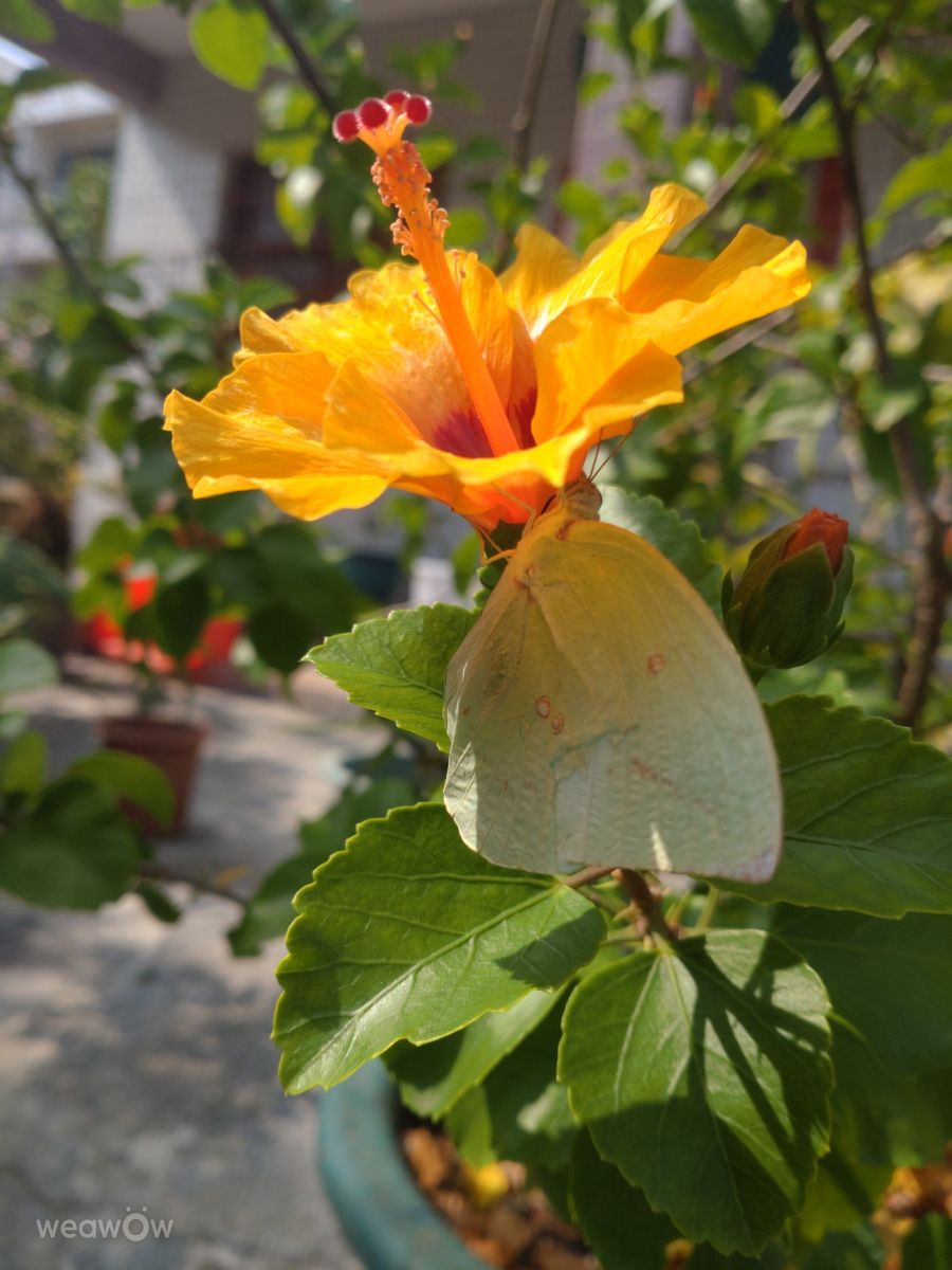 Photographer Wen-ya Huang, Weather Photos in Kaohsiung City - Weawow