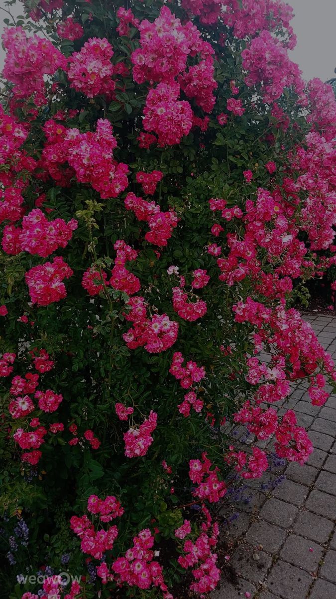 Photos météo à Kaunas. Prévisions météo avec de superbes photos de Katytea