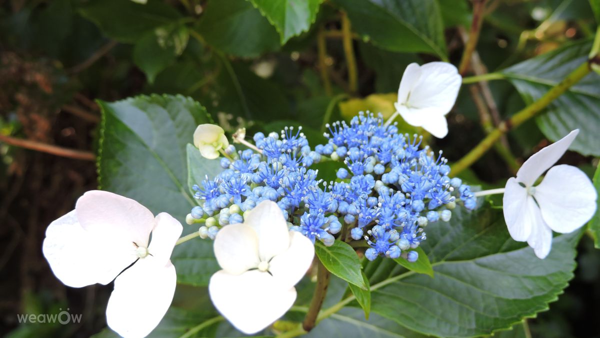 Hình ảnh Thời tiết ở Gramado. Dự báo thời tiết với những bức ảnh đẹp của LuGi