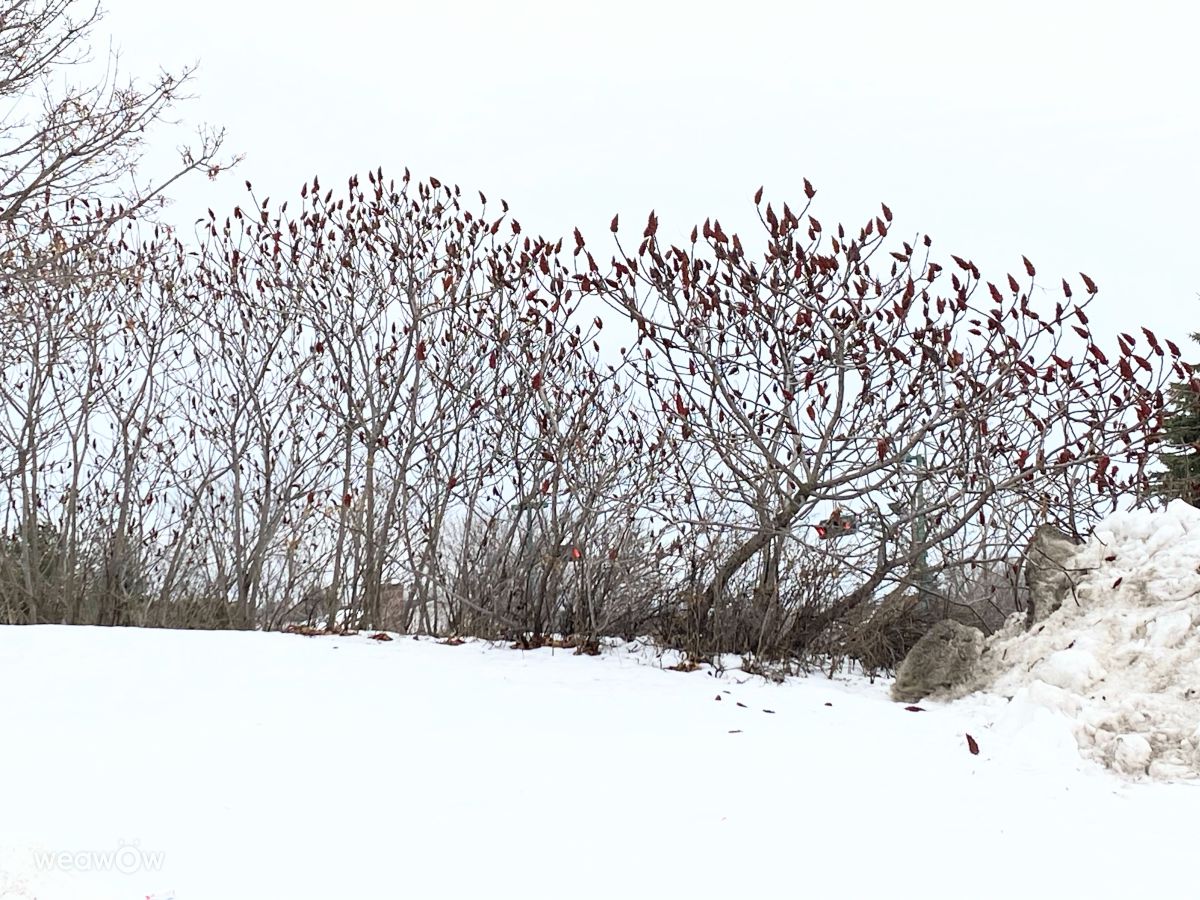 Fotógrafo Lulu5523, Fotos sobre el clima en le Plateau - Weawow