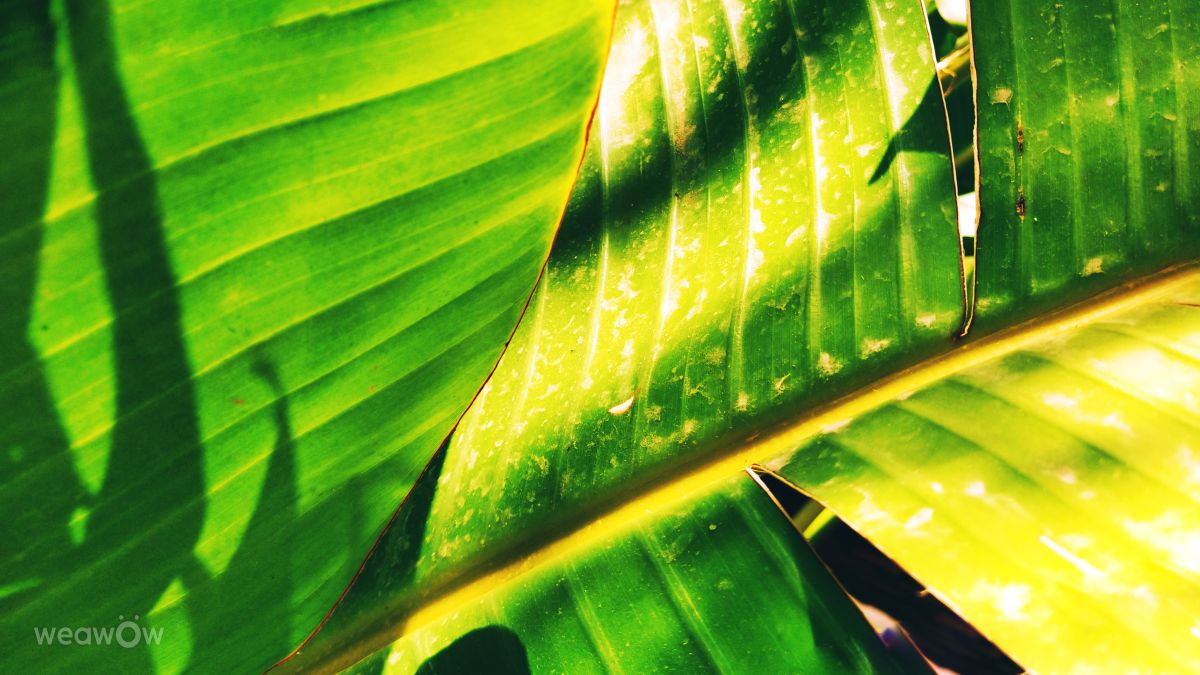 Weather Photos in Marbella. Weather forecasts with beautiful photos by ElCatorce