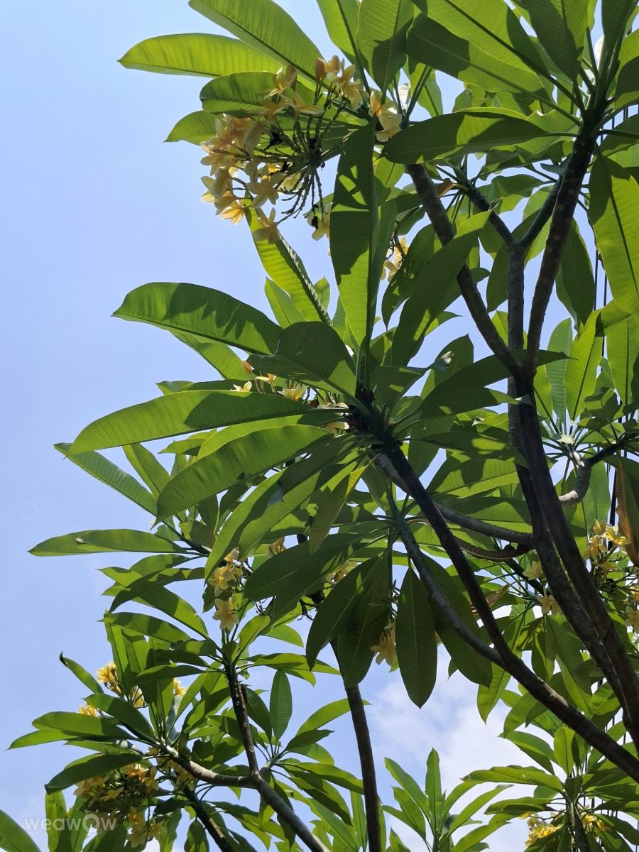 Photographe Wen-ya Huang, Photos météo à Kaohsiung - Weawow