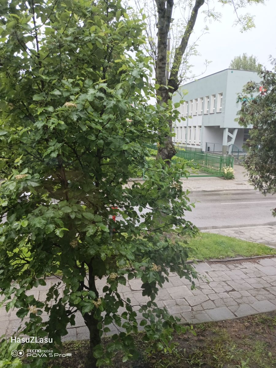 Weather Photos in Bielsk Podlaski. Weather forecasts with beautiful photos by hasuzlasu