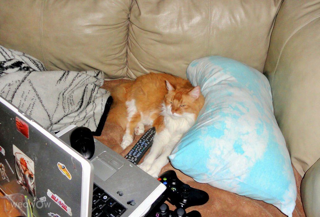 摄影师 Cajungrl26，LaPlace的天气照片 - Weawow