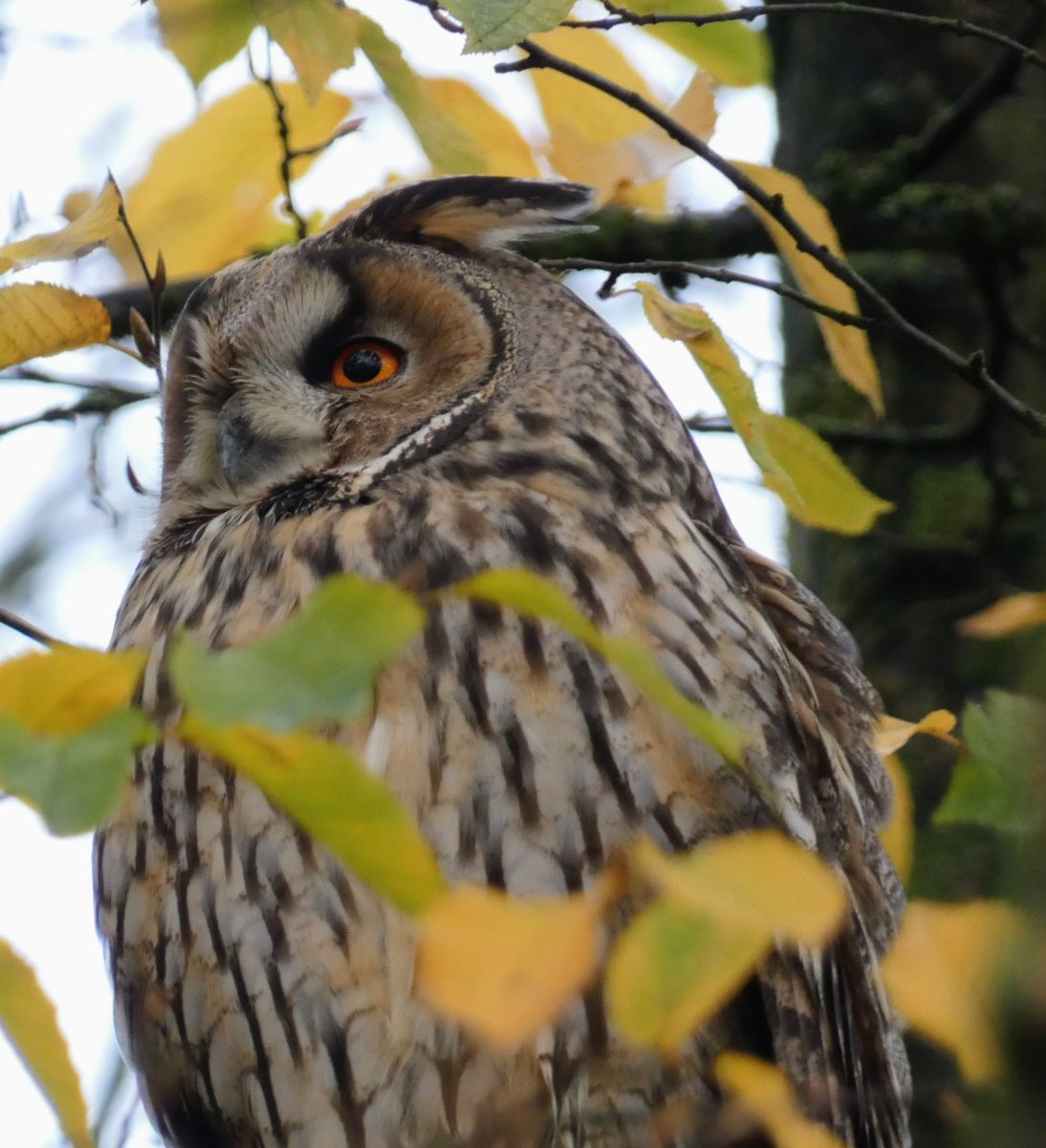 Фотограф fwerner, Фотографии Погоды в Elsfleth - Weawow