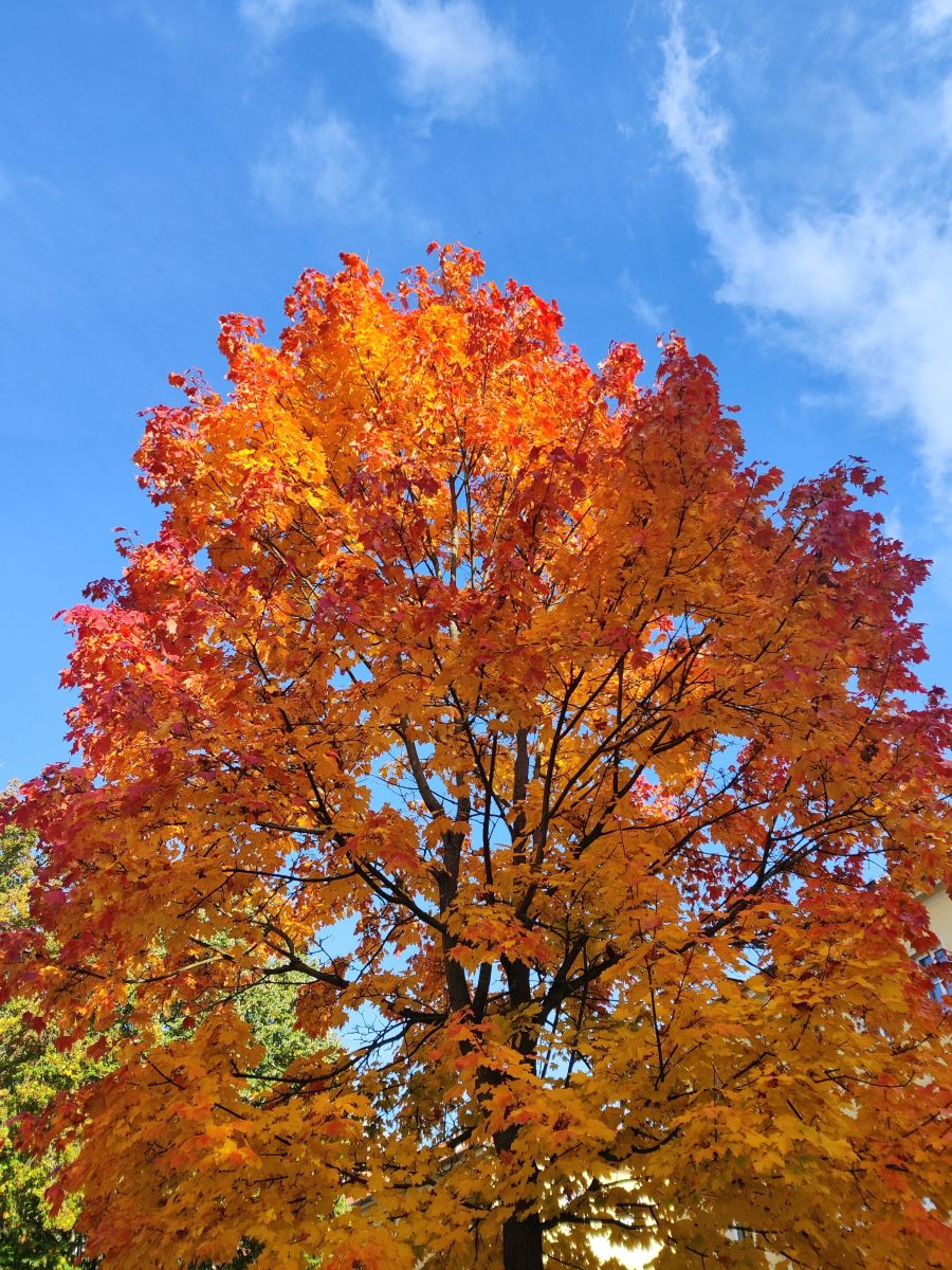 Фотограф Zorrra, Фотографии Погоды в Ludwigsfelde - Weawow