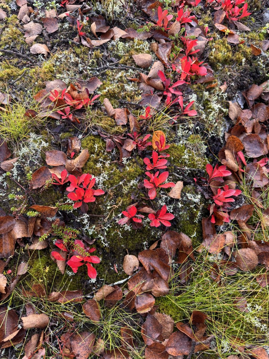 Wetter Photos Finnland. Wettervorhersagen mit schönen Fotos von JuhaK