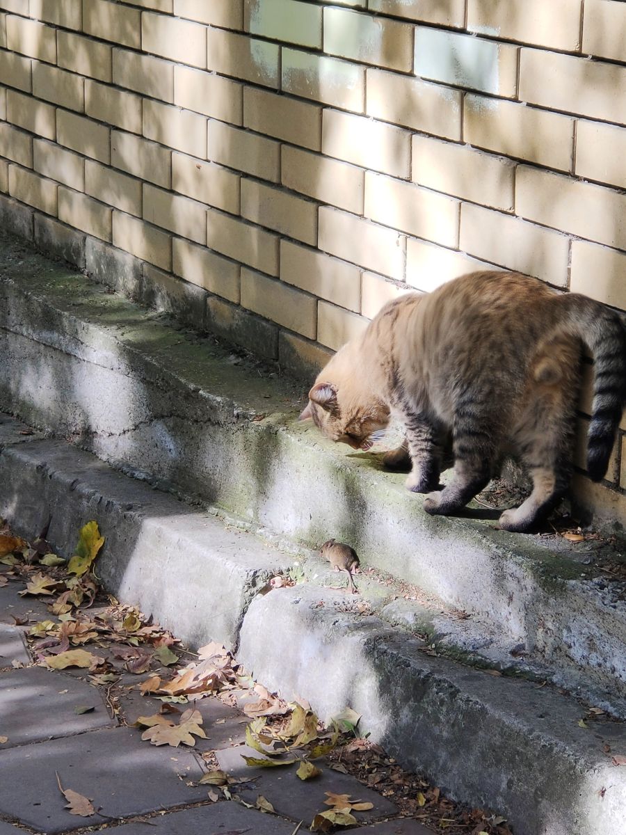 Photographe Belkka303, Photos météo à Mashuk - Weawow