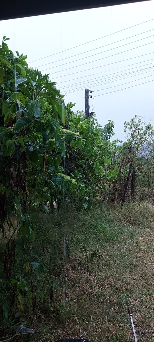 Fotógrafo catiams, Fotos sobre el clima en Praia do rosa - Weawow