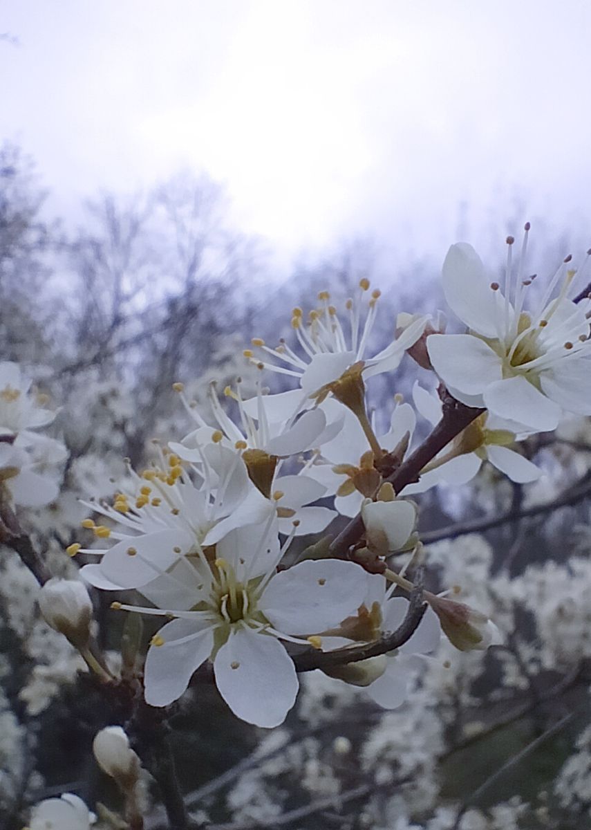 Photographer MarcosCidDaly, Weather Photos in La Cabrera - Weawow