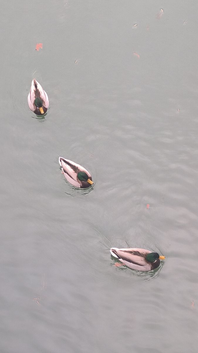 Fotógrafo YanBog, Fotos sobre el clima en North Railway Station Neighborhood - Weawow