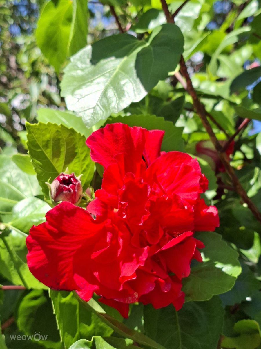 Photographe Wen-ya Huang, Photos météo à Kaohsiung - Weawow