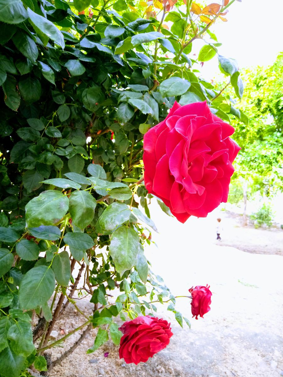 Weather Photos in Grenada. Weather forecasts with beautiful photos by Paracelso