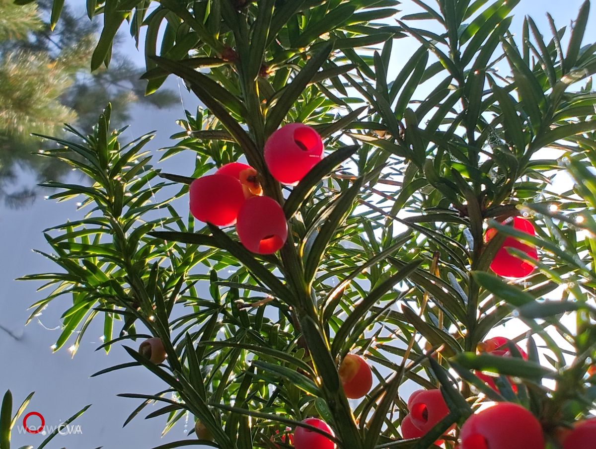 Fotos do tempo em Moldávia. Previsões do tempo com lindas fotos de UnKKas