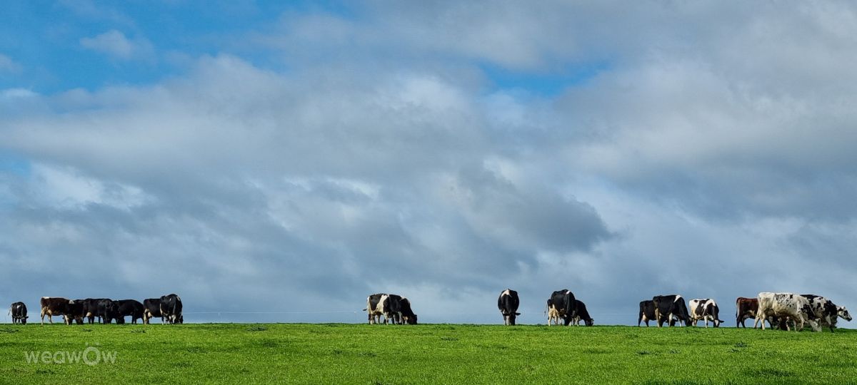 Photographer DaB, Weather Photos in Martin - Weawow