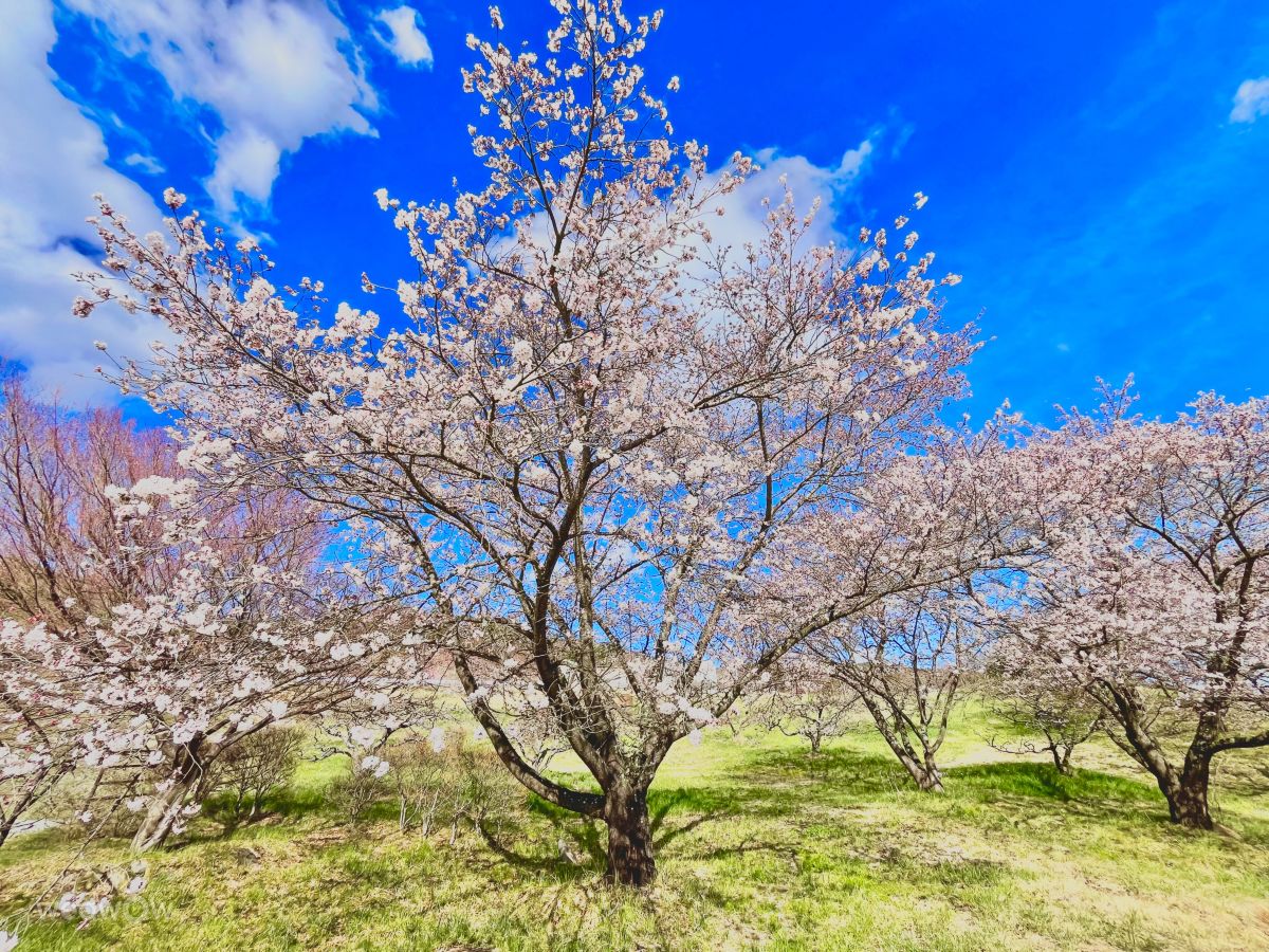 Weather Photos in Saku-shi. Weather forecasts with beautiful photos by Kasumisou