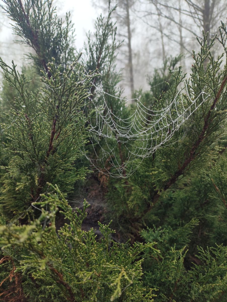 Weather Photos in Pskov Oblast. Weather forecasts with beautiful photos by Liriya