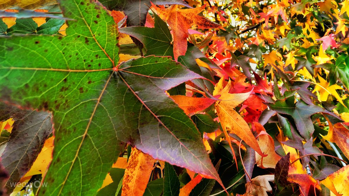 Photographer ElCatorce, Weather Photos in Madrid - Weawow